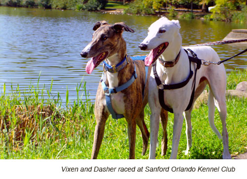 Vixen and Dasher